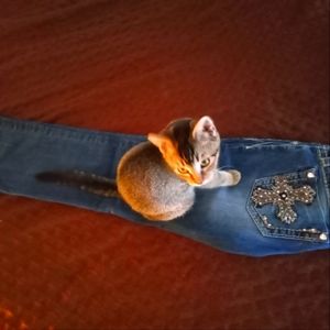 Women's Miss me jeans bootcut